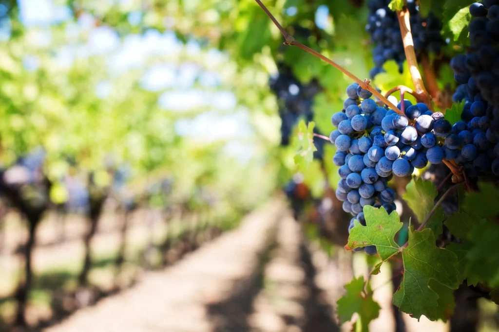 winery tours